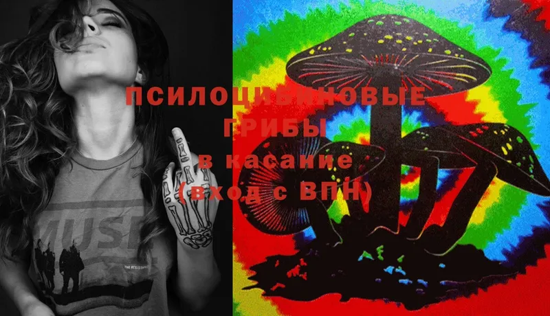 hydra ТОР  Гатчина  Галлюциногенные грибы Psilocybe 